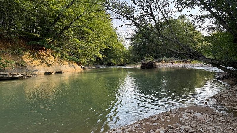 NBC: Волчицу с рыболовной сетью для охоты впервые заметили в Канаде