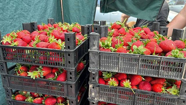 Урожай ягод могут увеличить в шесть раз к 2035 году в Сочи