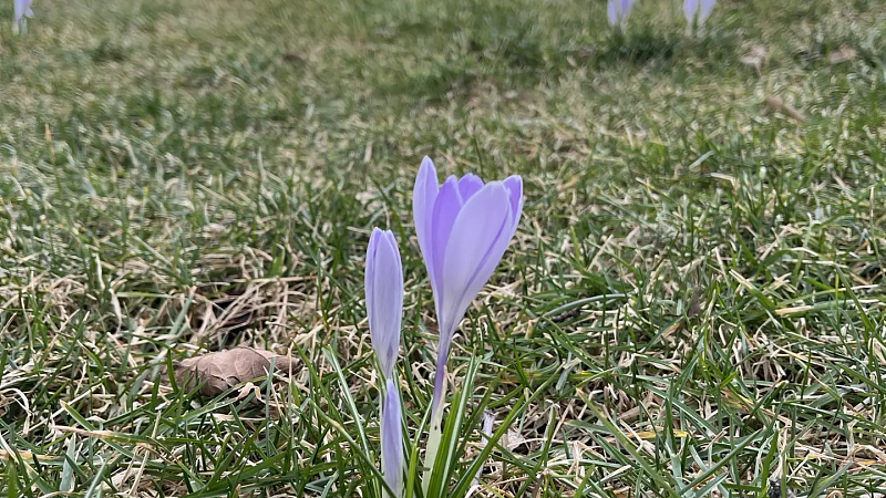 Ночные заморозки и весеннее тепло днем ожидается 12 марта в Краснодарском крае