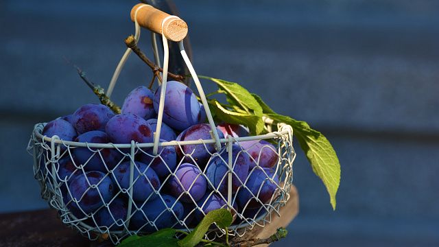 За сезон в Краснодаре планируют собрать не меньше 30 тысяч тонн плодов и ягод Фото: https://pxhere.com/