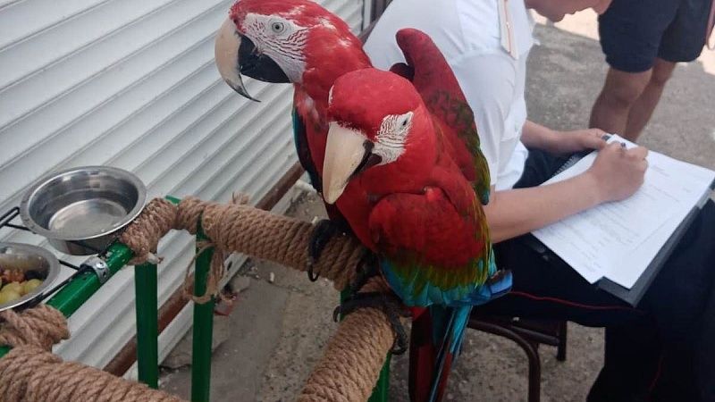 Попугай помог полиции раскрыть убийство всего одной фразой в США