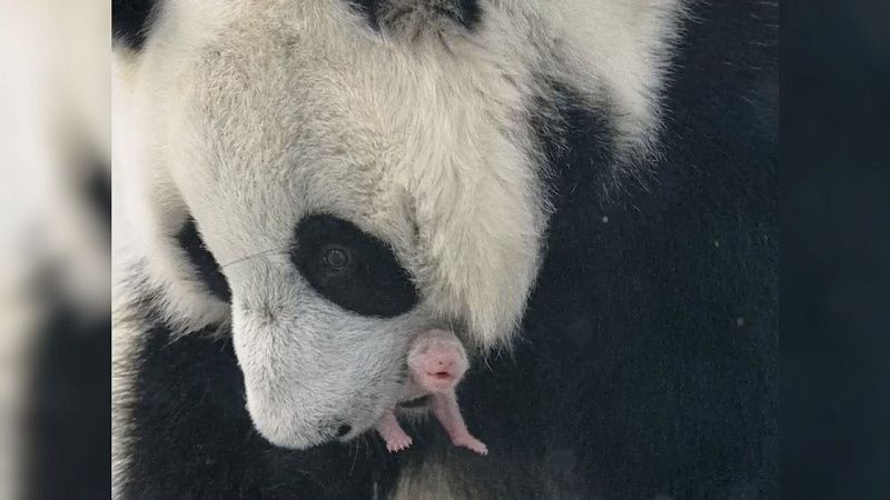 У семьи панд в Московском зоопарке родился детеныш - первый в истории России