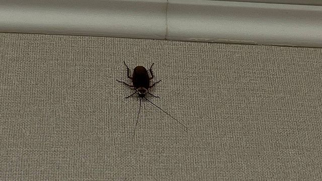 Фото: телеканал «Краснодар»