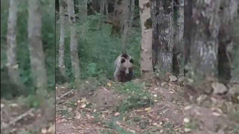 Жители Кубани встретили на дороге двух медвежат