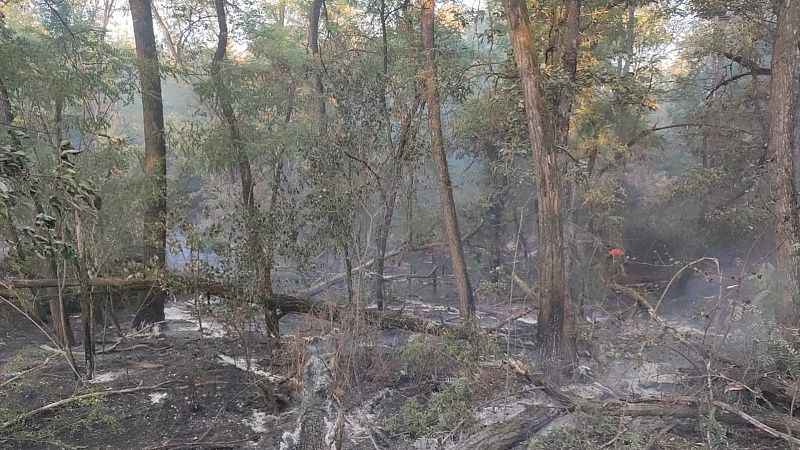 Огонь уничтожил около пяти гектаров леса в Усть-Лабинском районе