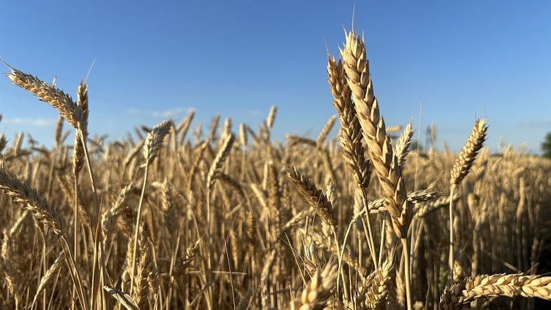Краснодарские аграрии собрали 20% урожая зерна