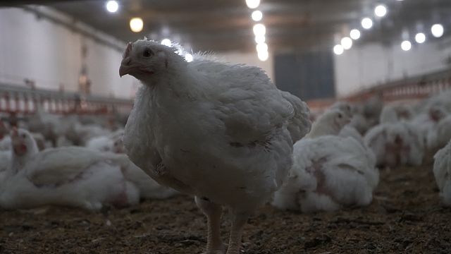 Международный день курицы в этом году отмечается 9 ноября. Фото: телеканал «Краснодар»