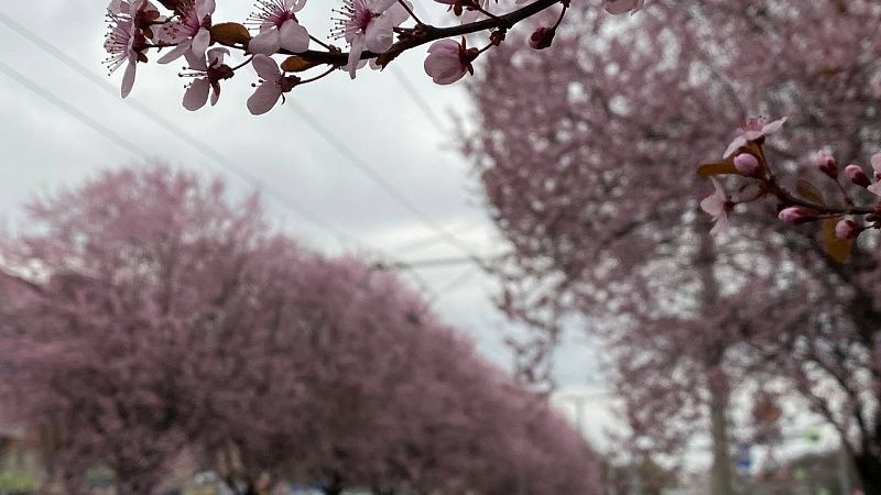 Потепление до +20 градусов ожидается в Краснодаре 25 марта