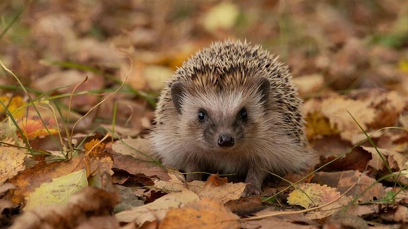 Биолог Кускова рассказала, как помочь исхудавшим ежам восстановиться после зимы