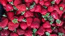 Стала известна стоимость первой местной клубники на Кубани