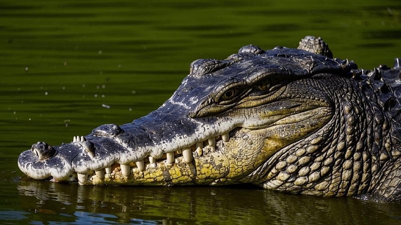 Переживший атаку аллигатора мужчина бросился с ножницами на полицейских 