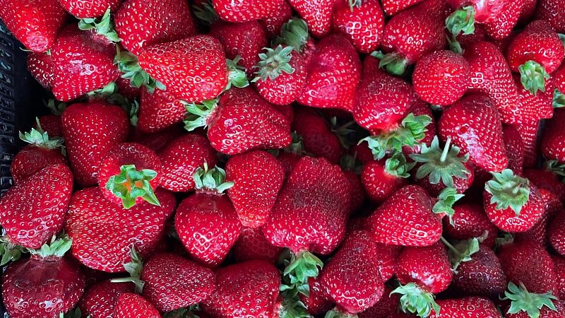 Стала известна стоимость первой местной клубники на Кубани