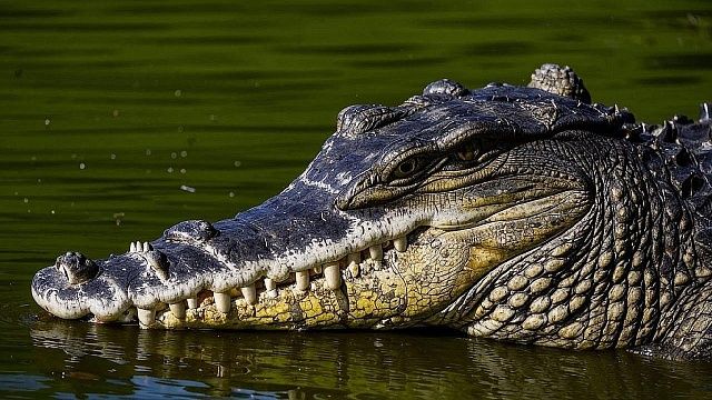 Крокодил утащил под воду и обглодал тело многодетной 37-летней матери в США