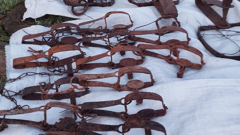 Ловушки браконьеров нашли на территории нацпарка Сочи