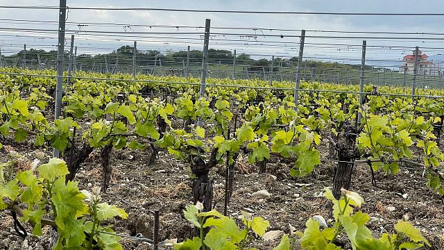 В 2022 году на закладку садов и виноградников на Кубани направят более 1 миллиарда рублей
