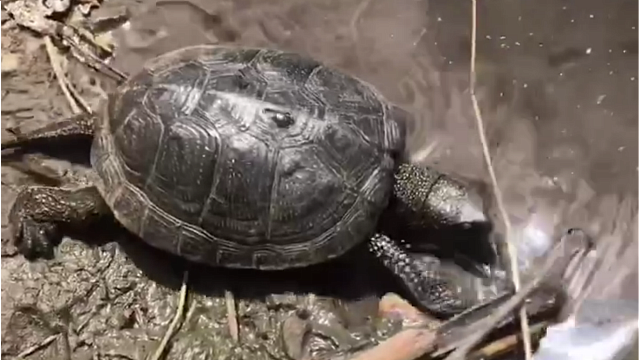 В Краснодаре хозяева выкинули большую черепаху со второго этажа квартиры Фото: соцсети