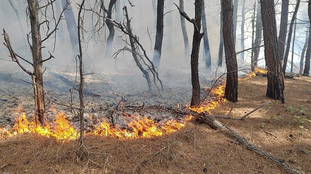 Три лесных пожара продолжили тушить в Краснодарском крае