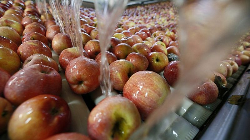 Кубанское предприятие «Алма Продакшн» стало участником нацпроекта и оптимизирует процесс упаковки яблок