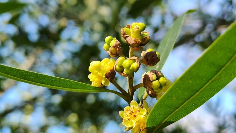 Калифорнийский лавр зацвёл в «Дендрарии» Сочи
