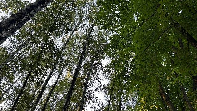 Ограничение на посещение лесов продлили на Кубани до 9 августа