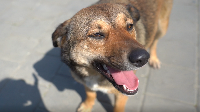 Трое подростков пострадали после нападения стаи собак на Кубани