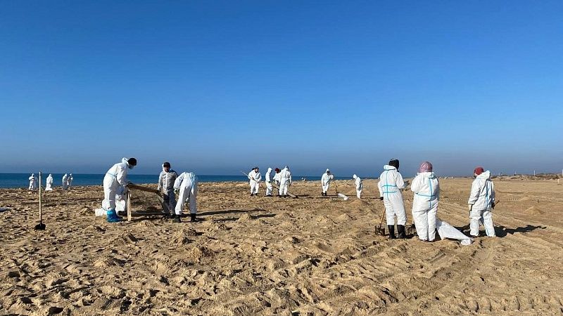 Власти Кубани поддержали новый способ ученых СКФУ по очистке пляжей Анапы