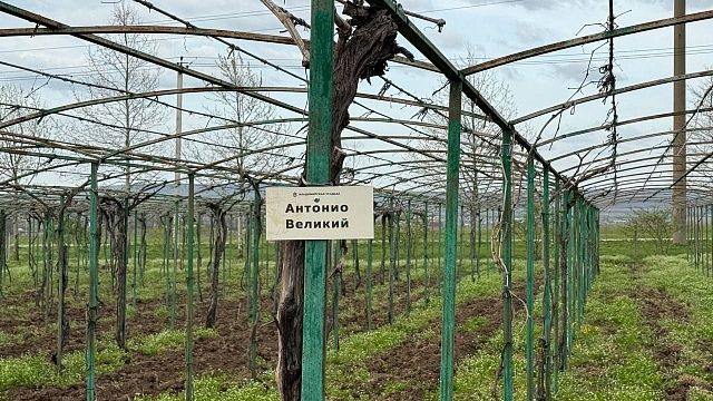 За десять лет производство саженцев винограда выросло в пять раз на Кубани