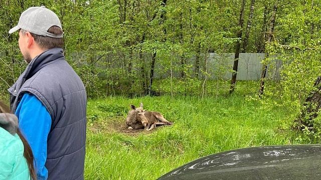 Фото: t.me/moscowtop