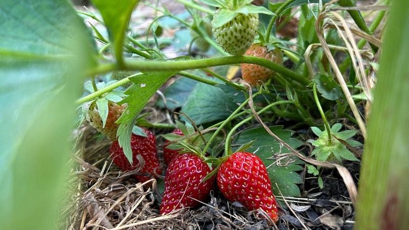 Супруги случайно нашли драгоценные монеты в саду и продали их на аукционе в Швейцарии 