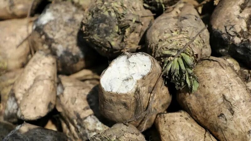 Урожайность сахарной свеклы выросла на 70,1 процент за год на Кубани