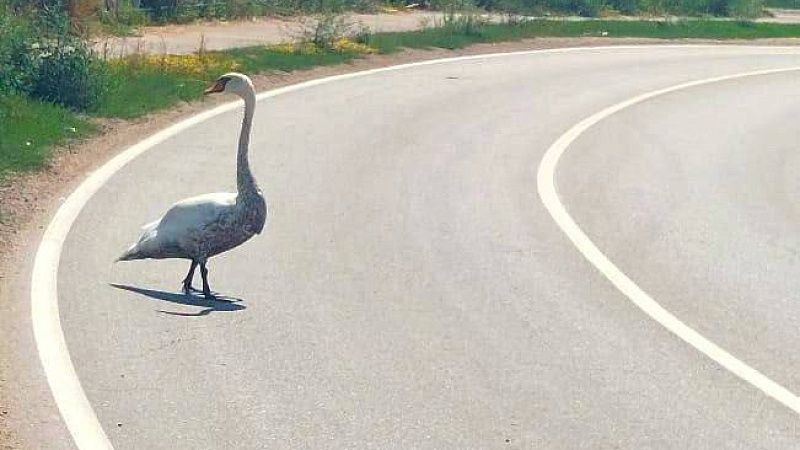 Гуляющего по дороге лебедя спасли в станице Динской