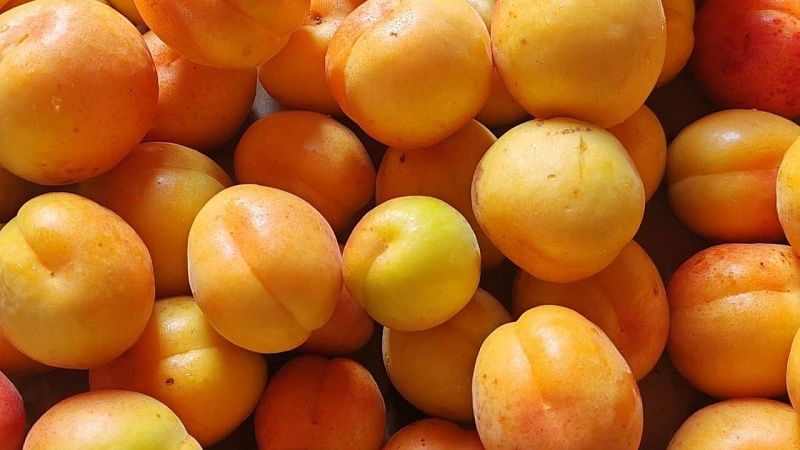 Кубанский врач Гузман рассказала, каких продуктов стоит избегать в летний сезон