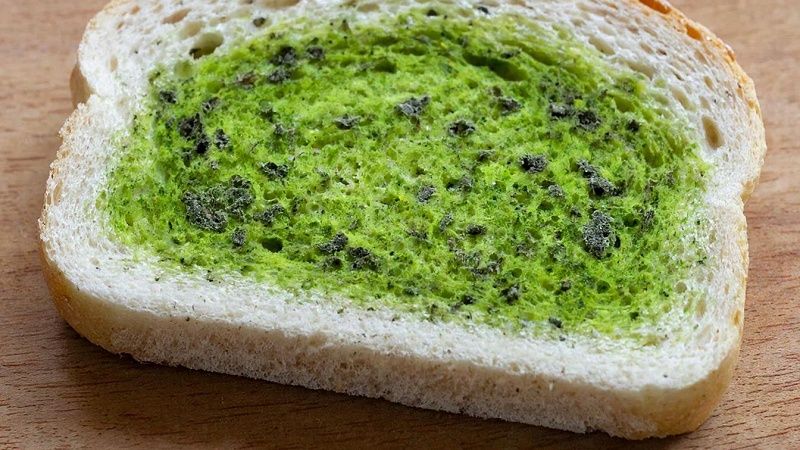 Нутрициолог Гузман объяснила, чем опасна плесень на продуктах 