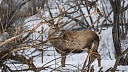 Олень разгромил антикварный магазин в американском штате Алабама
