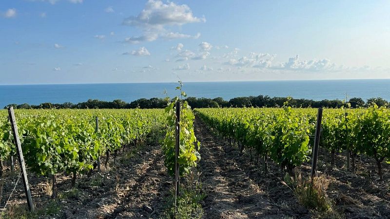 Методику оценки виноградопригодности земель создадут на Кубани