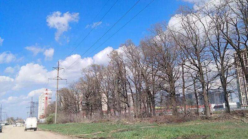 В лесополосе на улице Батуринской выявлено 40 аварийных деревьев, подлежащих вырубке