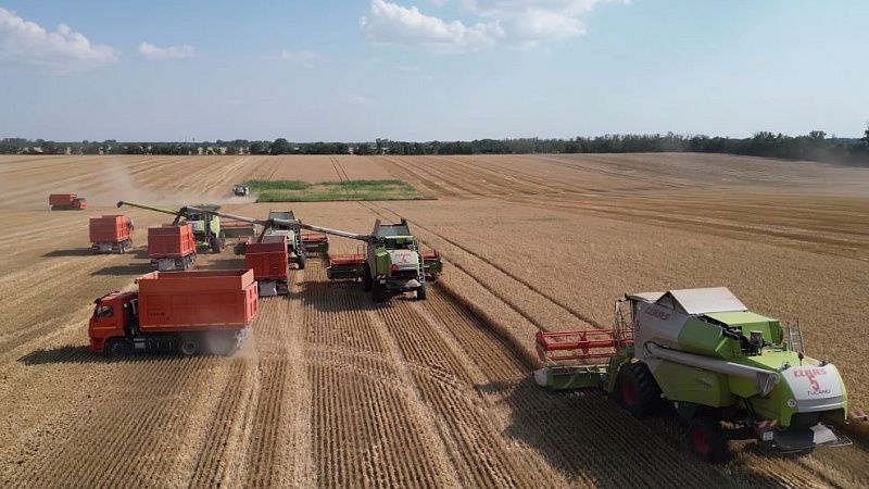 Власти окажут помощь пострадавшим от засухи фермерам Кубани 