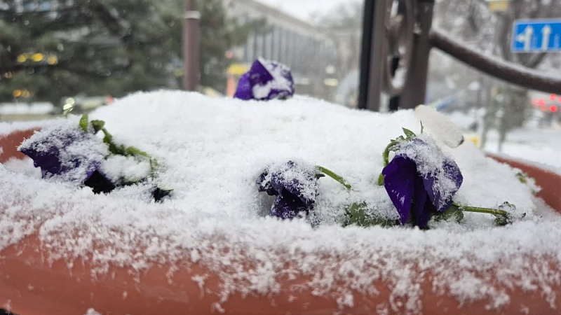 Укрывшего бездомную собаку пледом курьера уволили в Челябинске