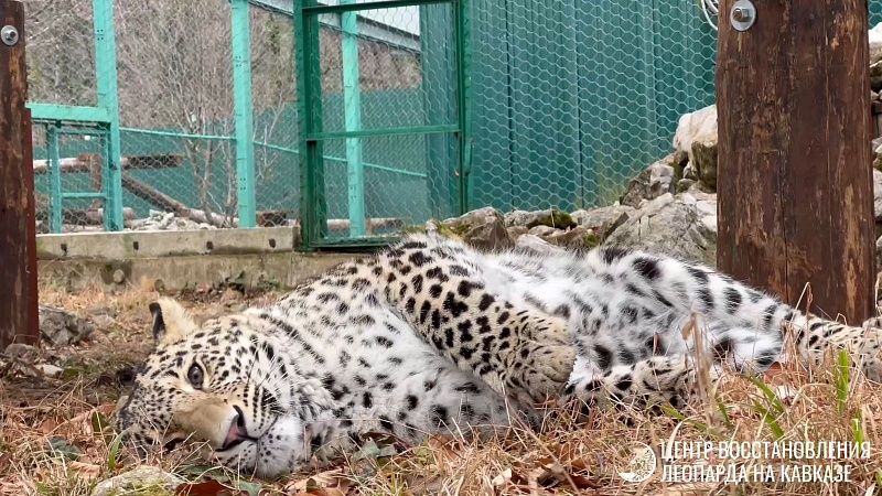 Жизнь полуторагодовалого леопарда Умки показали в Центре восстановления в Сочи