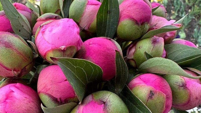 Жители Краснодара срезали пионы на кладбище и затем продавали их на рынке