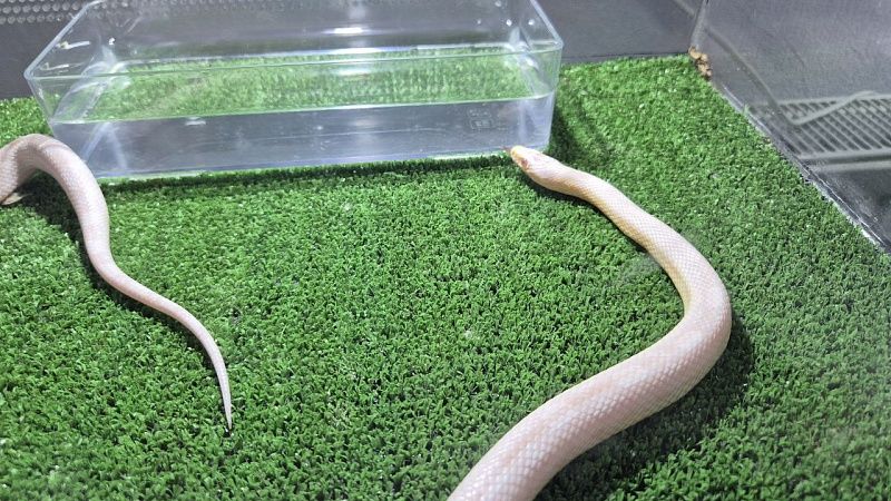 Бездомная собака спасла 30 детей от ядовитой змеи и погибла в Индии