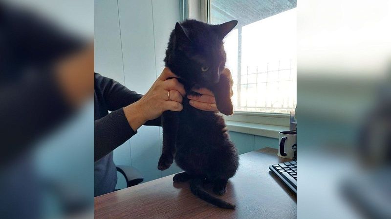 Стало известно, где живёт кот, которого не выпускают из Новороссийского морпорта