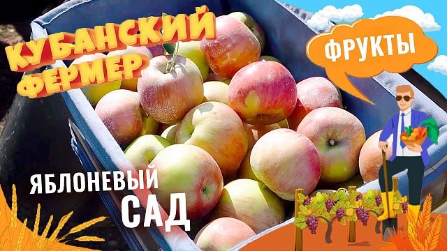 Где и как выращивают кубанские яблоки? Продажа фруктов в Краснодарском крае