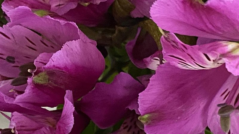 Рост цен на цветы к 1 сентября составит до 15% на Кубани