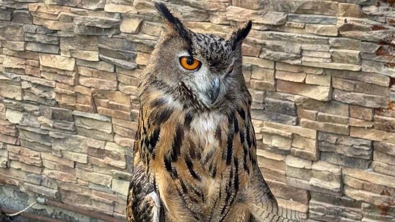 Полиция пресекла незаконные фотосессии с хищником в Сочи