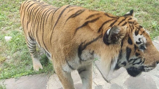 Лесники поймали растерзавшего трех человек тигра-людоеда в Индии