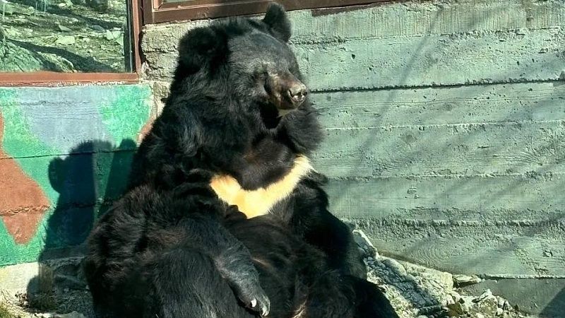 Медведь напал на дрессировщика во время шоу в сафари-парке Китая