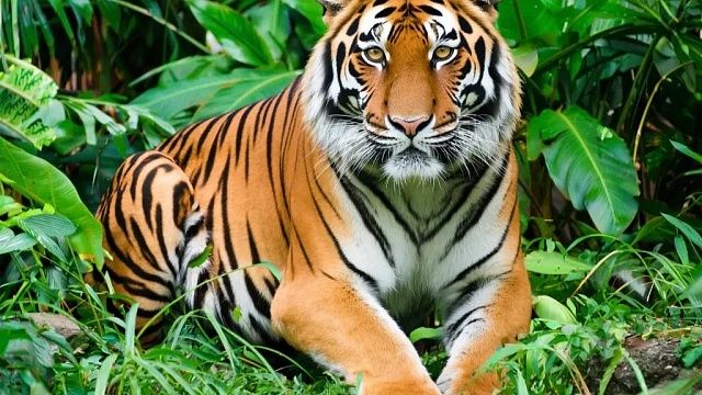 Тигр-людоед задрал пенсионера в лесу Непала