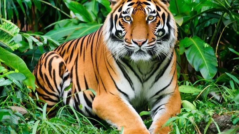 Тигр-людоед задрал пенсионера в лесу Непала