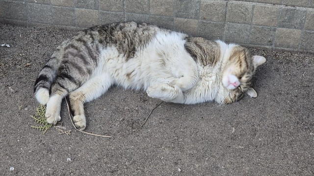 Фото: телеканал «Краснодар»